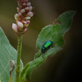 Grüne Sauerampferkäfer