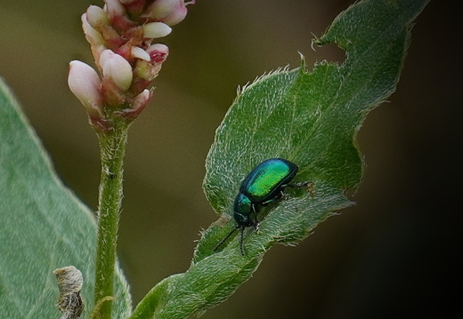 Grüne Sauerampferkäfer